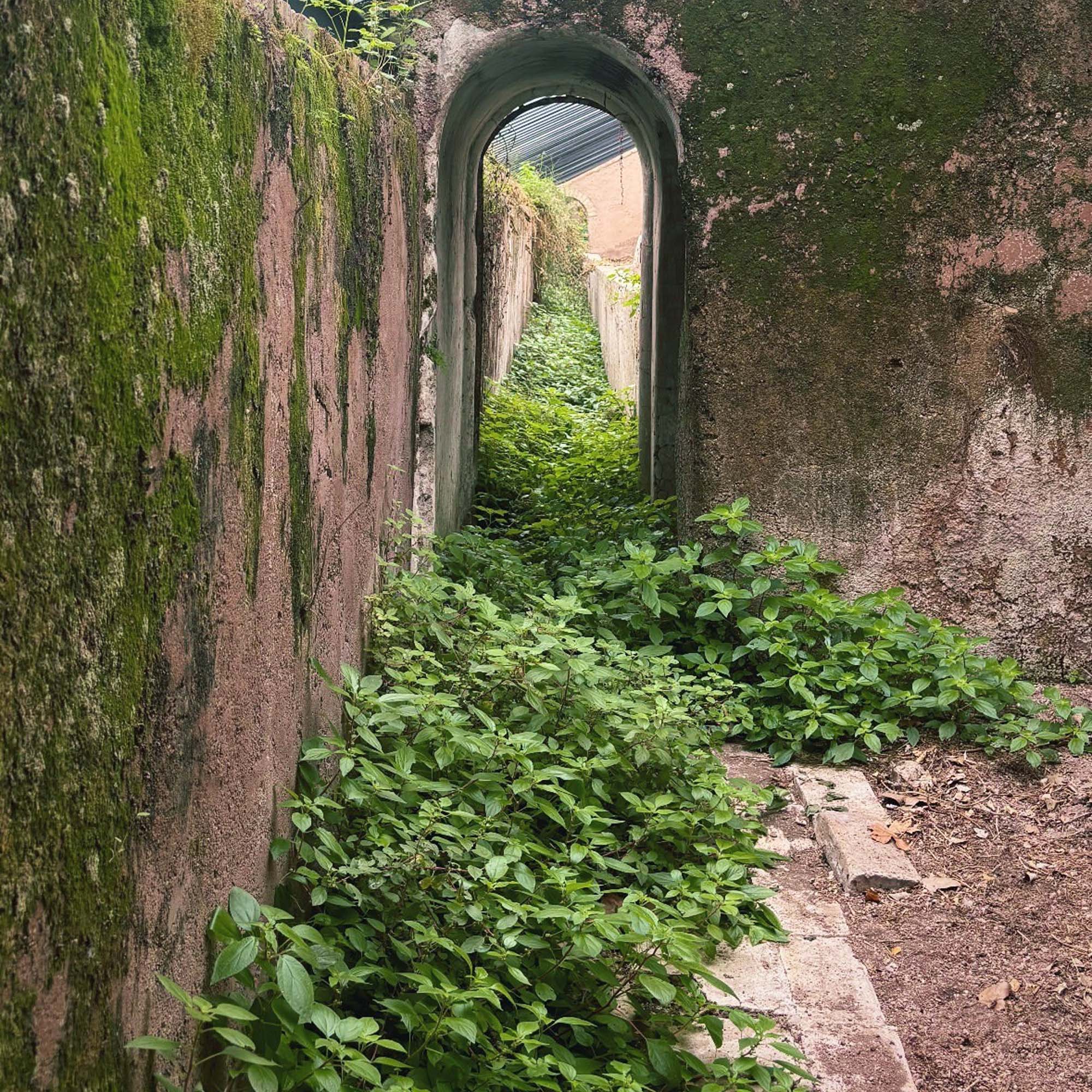 foto-serre-prima Un luogo abbandonato con erbacce e muri scrostati